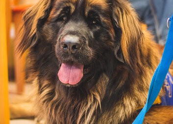 Zveme vás na canisterapii do Veselí