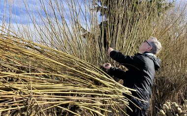 řezání vrbových proutků