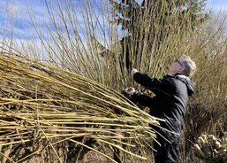 řezání vrbových proutků