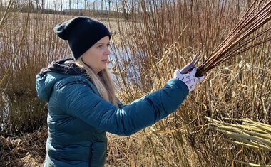 řezání vrbových proutků