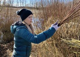 řezání vrbových proutků