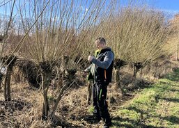 řezání vrbových proutků