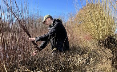 řezání vrbových proutků