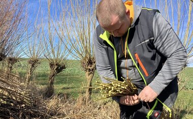 řezání vrbových proutků