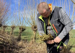 řezání vrbových proutků