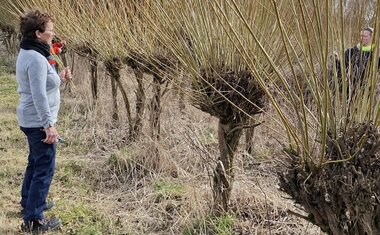 střihání prutů na pomlázky