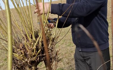 střihání prutů na pomlázky