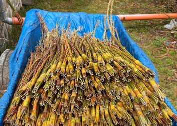 Dobrovolníci napletli rekordní počet charitativních pomlázek