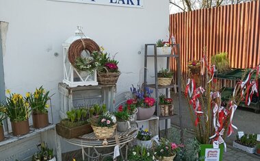 pomlázky pro Charitu