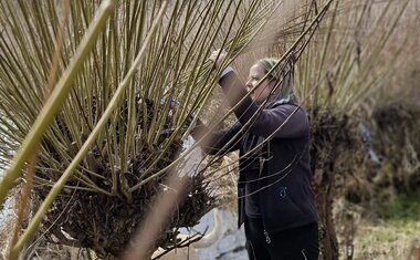 střihání prutů na pomlázky